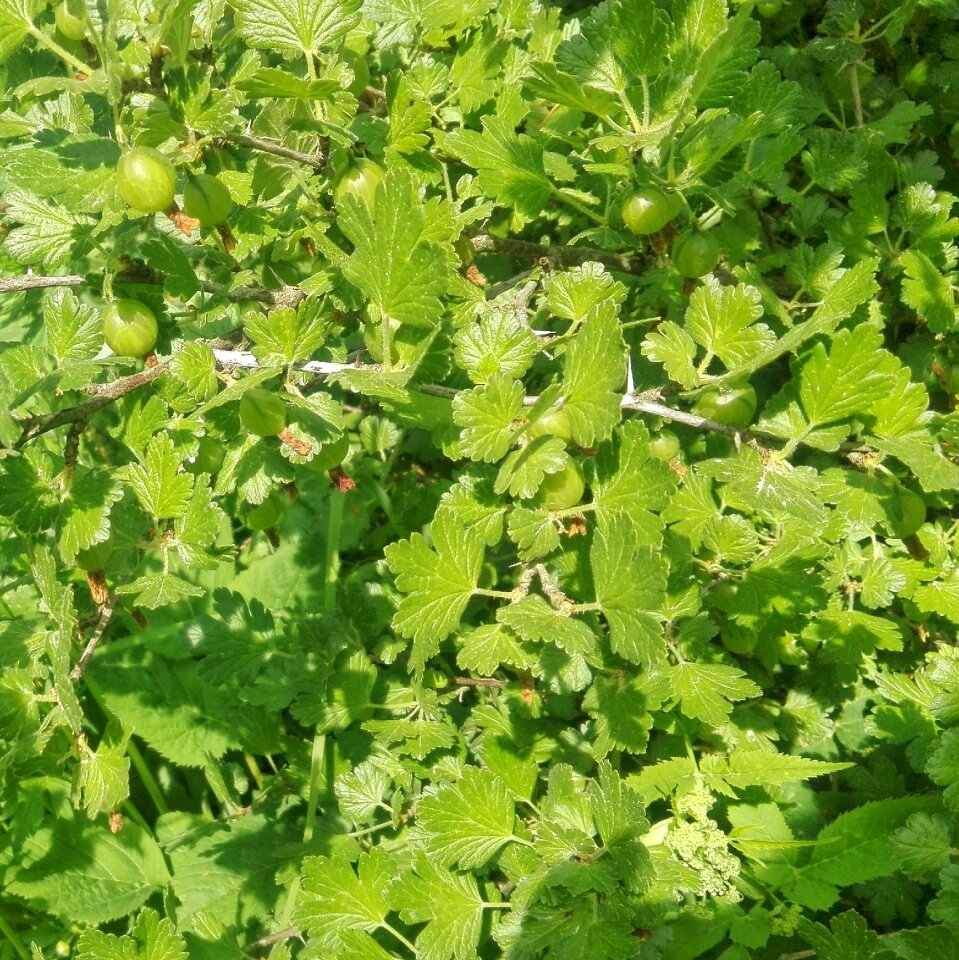 Growth agriculture