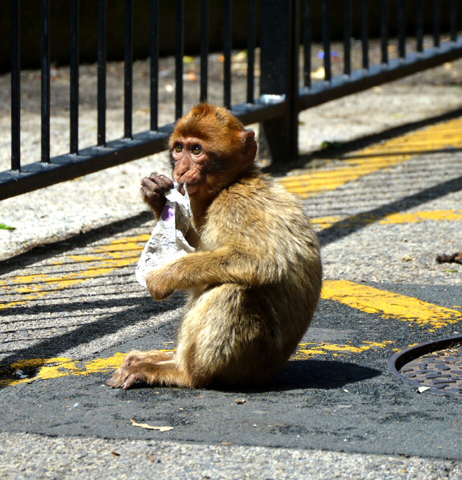 Barbary ape monkey rock of gibraltar cute Free photos