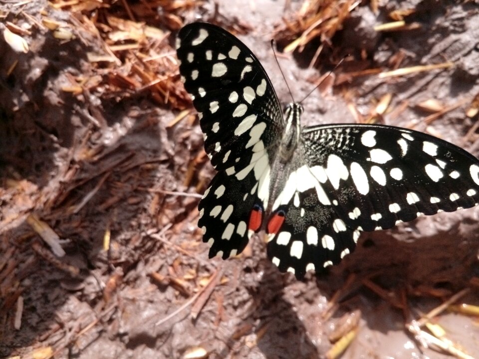 Wing wildlife