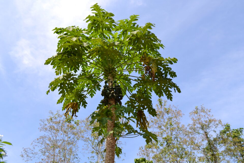 Sheet plant wood