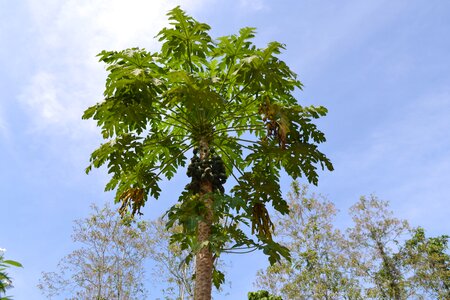Sheet plant wood