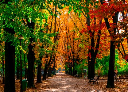 Wood nature