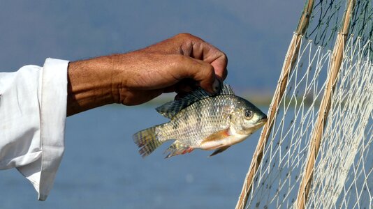 Inle lake myanmar fish photo