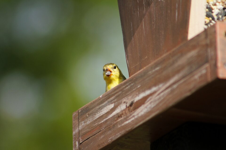 Nature wood bird feeder
