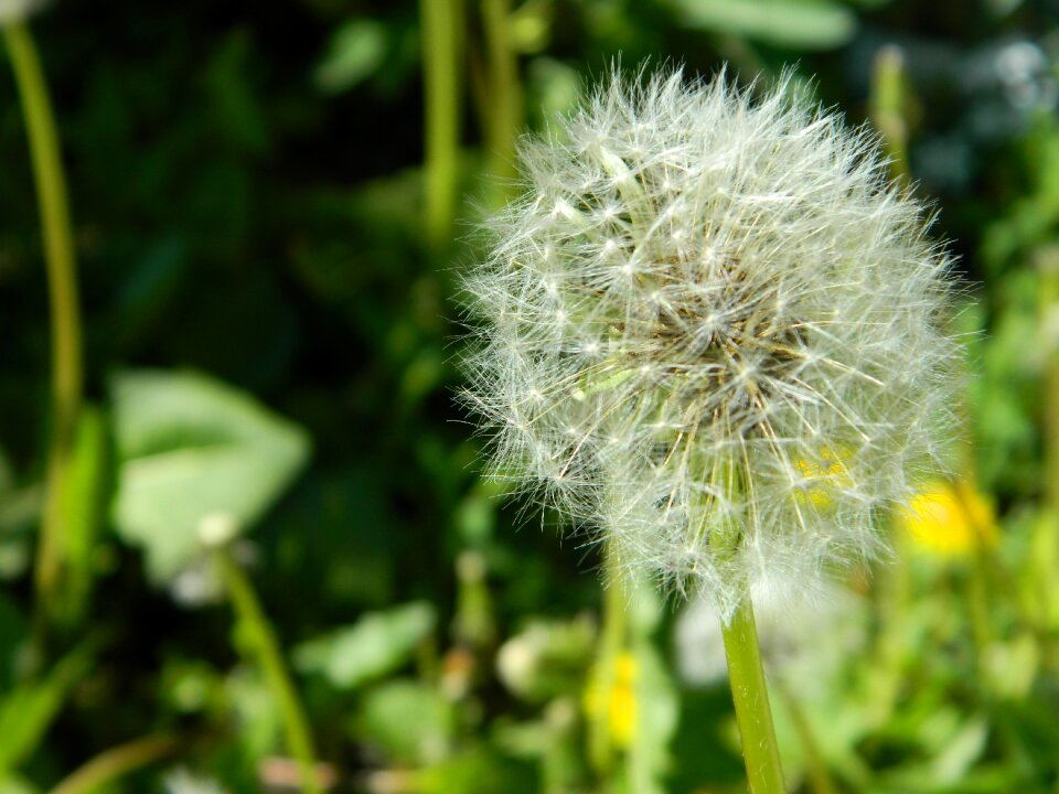 Flower summer grass