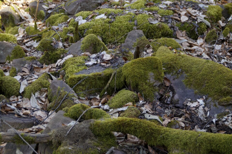 Moss mossy forest photo