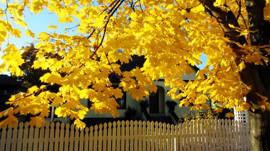 Fall nature tree