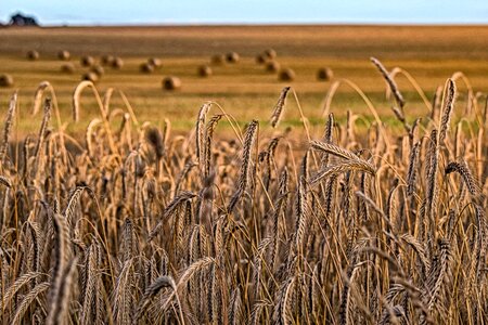 Harvest field cereals