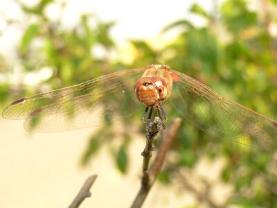 Animals closeup invertebrates