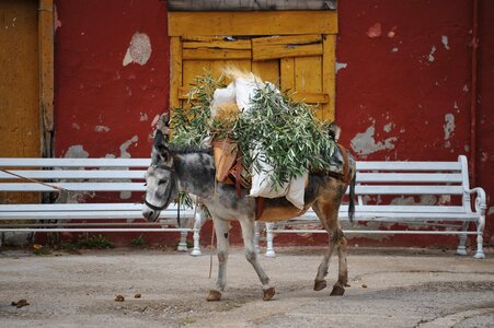 Donkey greece Free photos
