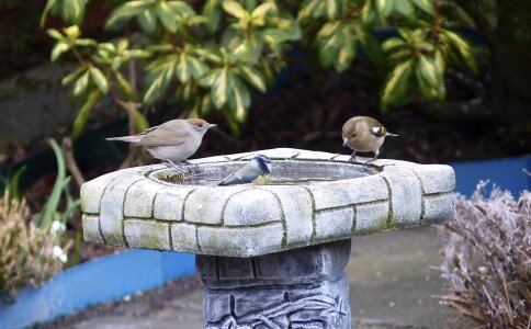 Wildlife stone bird bath photo