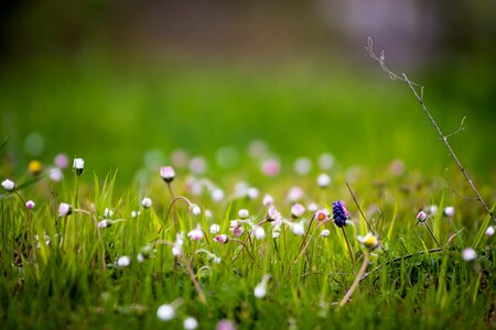 Nature flora outdoors