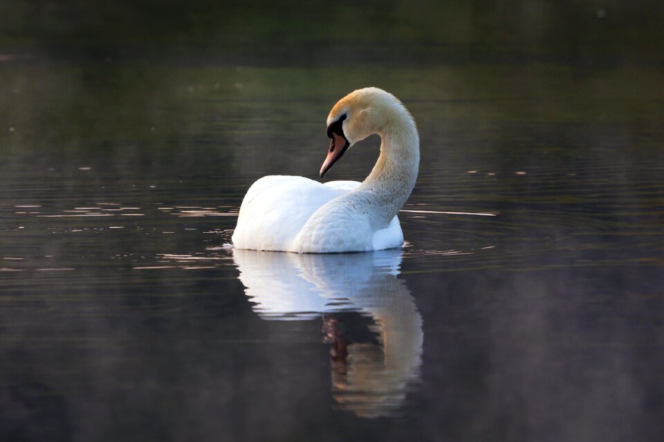Water birds Free photos