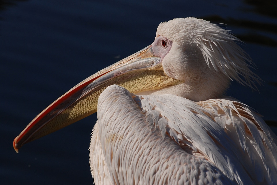 Rosy pelican water bird bird