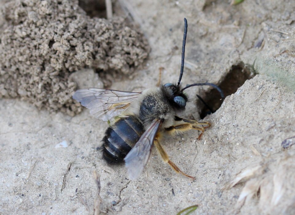 Anthill den ground