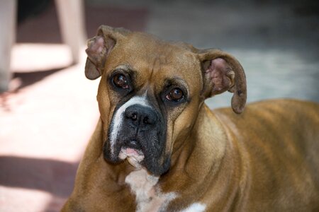 Bitch boxer Free photos