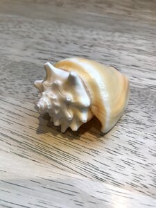Background sea toys