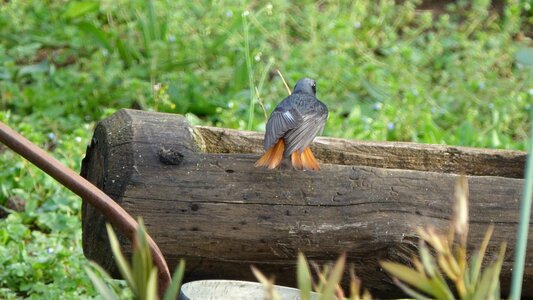 Bird black redstart wood photo