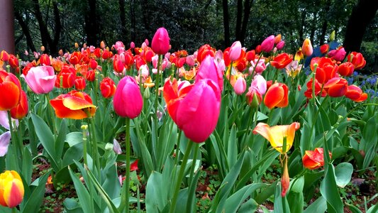 Tulip nature garden