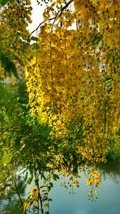 Amaltas yellow tree