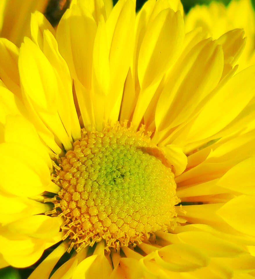 Flower's petal light