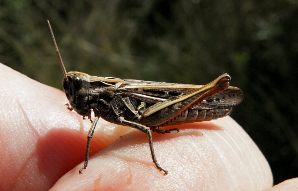 Nature antennae invertebrates