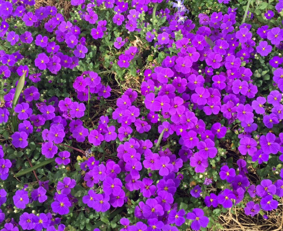 Flowers violet purple