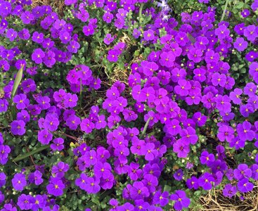 Flowers violet purple photo