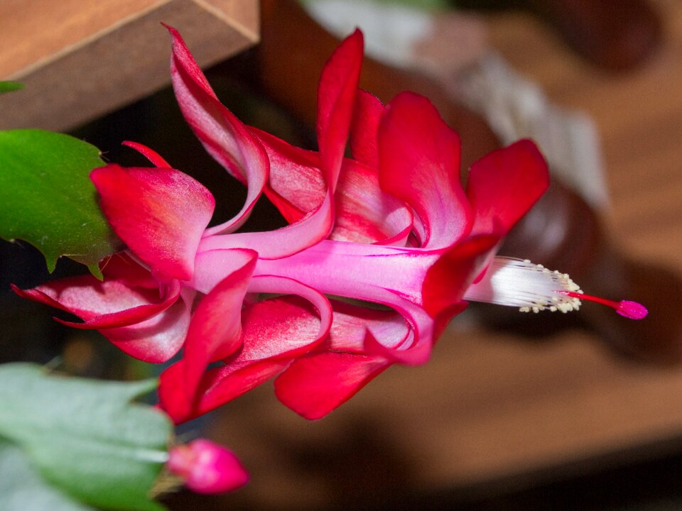 Plant flowering flora