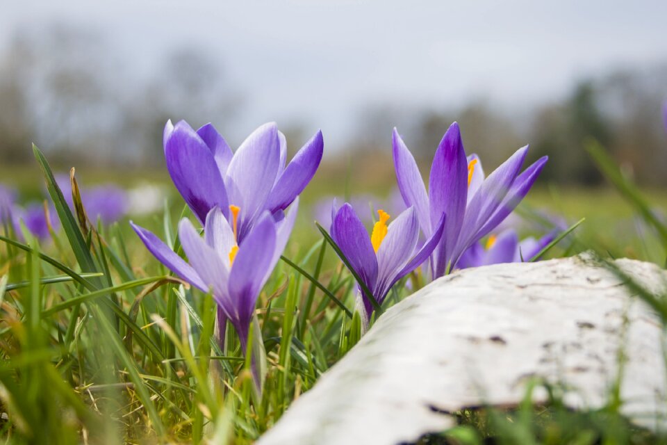 Grass flowers spring photo