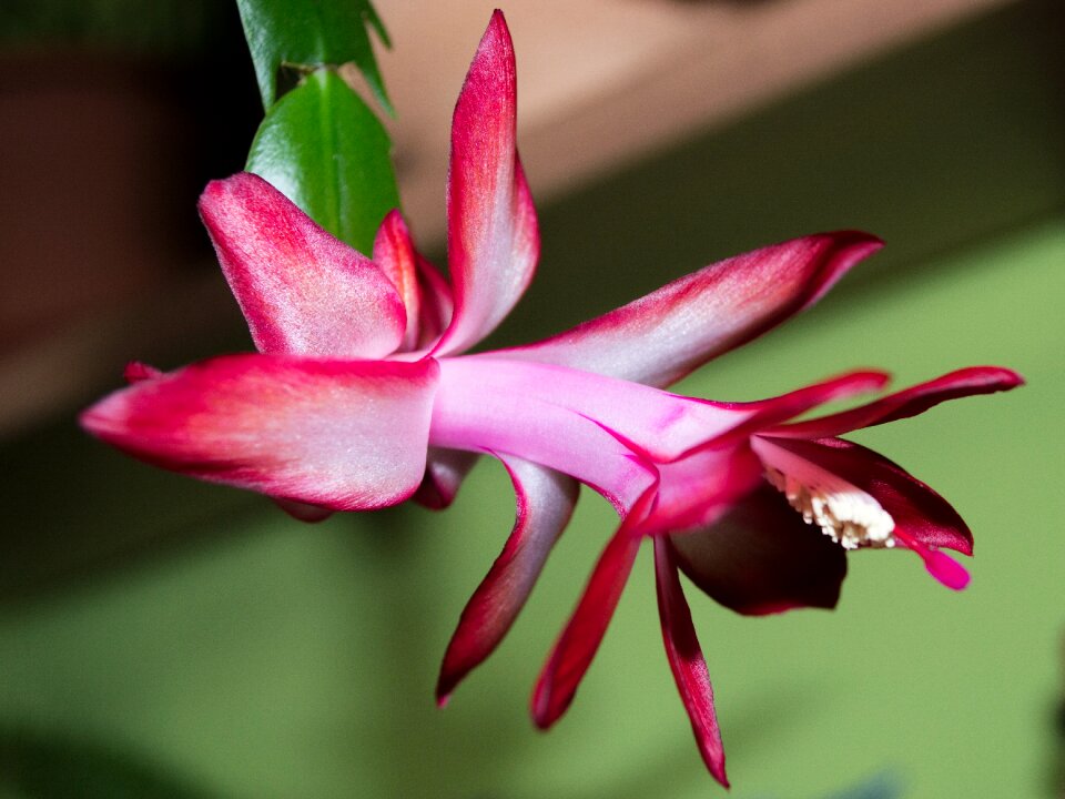 Flower plant cactus
