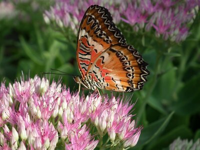Insects swallowtail butterfly