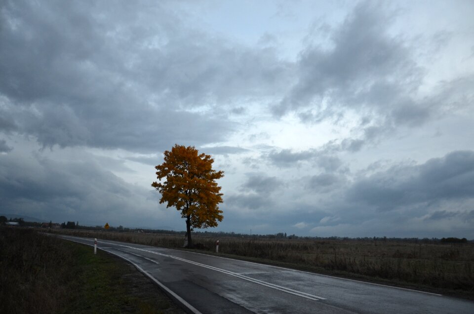 Landscape at the court of tree