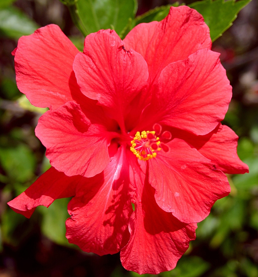 Natural blossom bloom