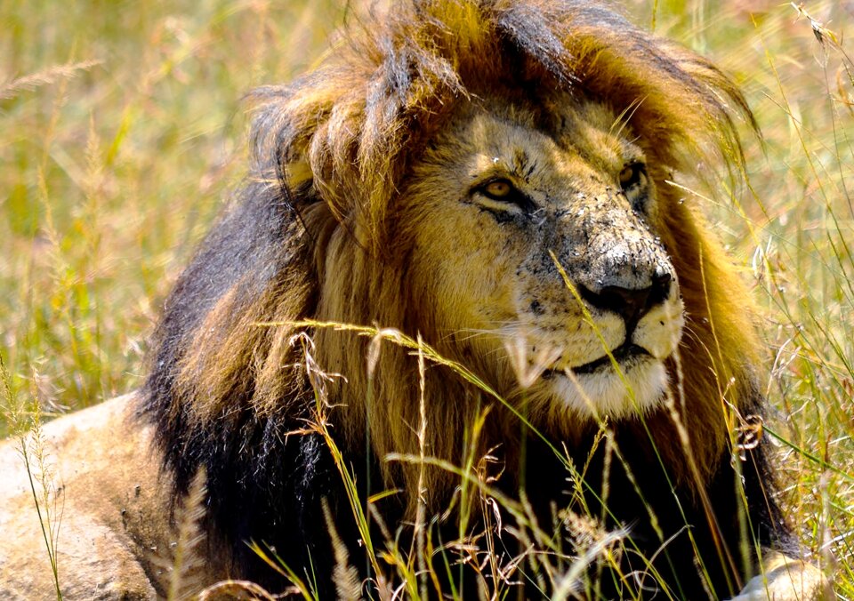Wild life animal king