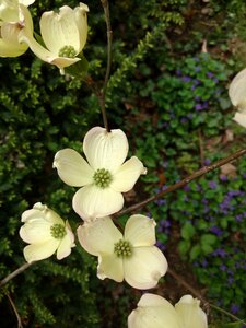 Garden leaf dogwood