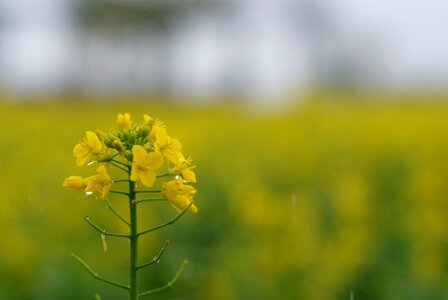 Plants summer rape flowers