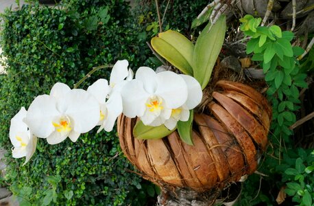 Nature flora flower