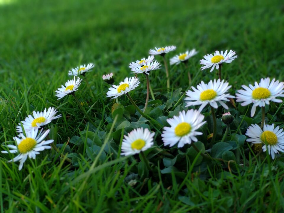 Hayfield flora daisies
