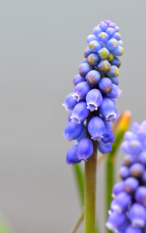 Season spring flowers