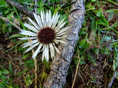 Plant leaf thistle