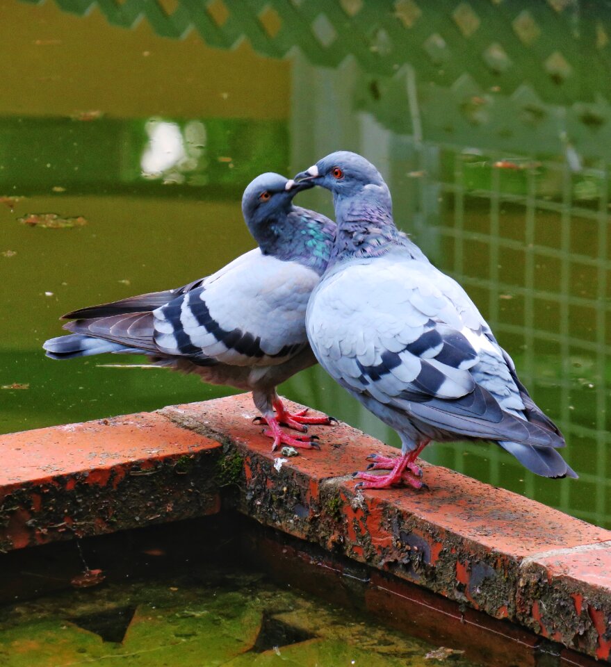 Feather pigeon wings