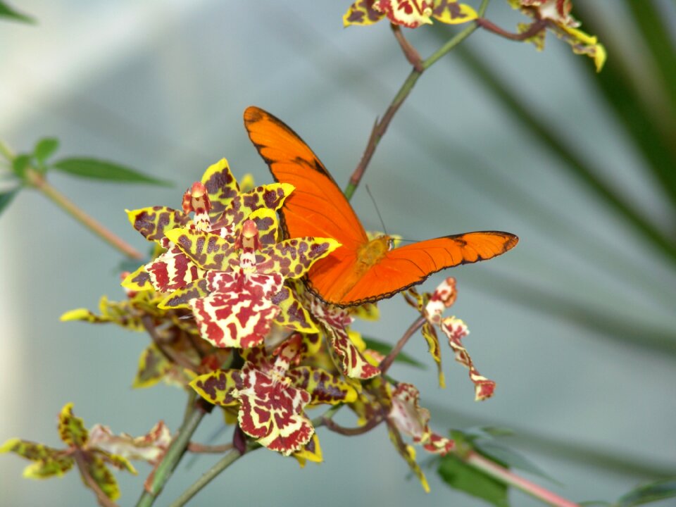 Rhopalocera outdoors orchid