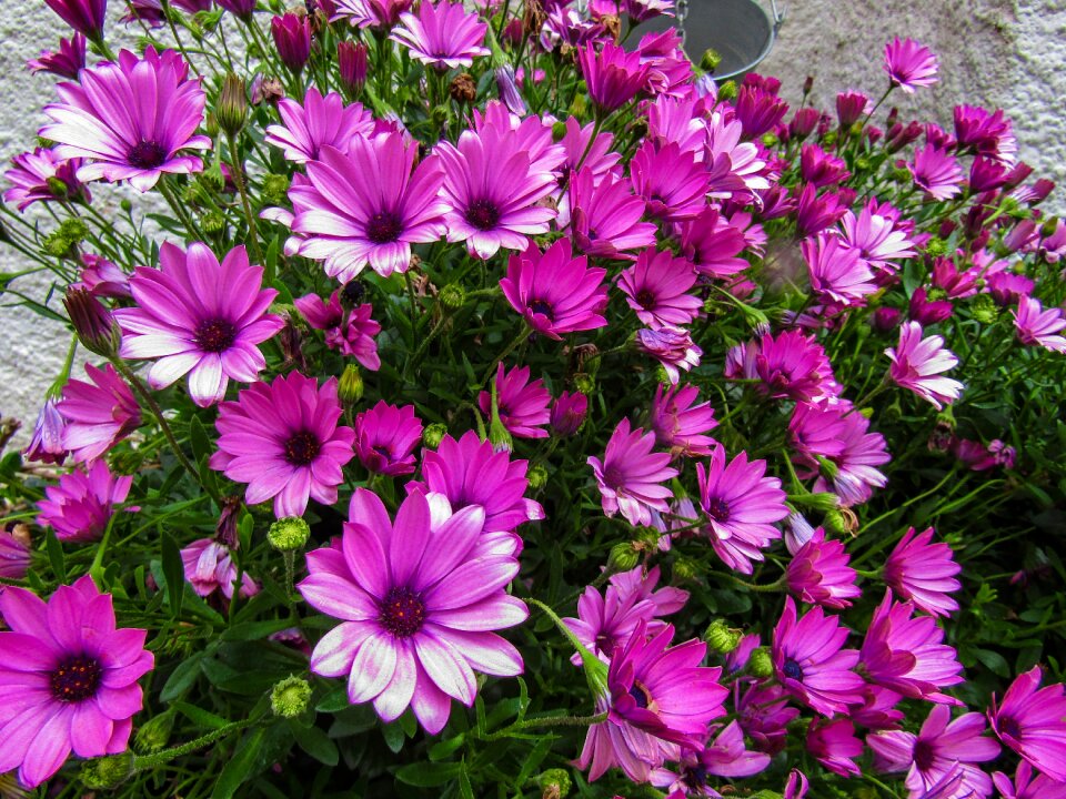 Summer garden petal
