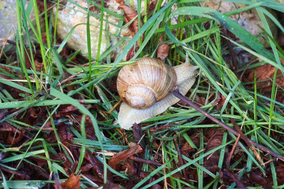 Lawn plant outdoor