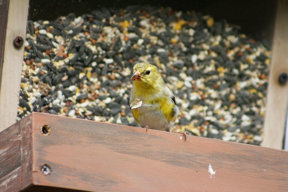 Female gold finch wildlife natural
