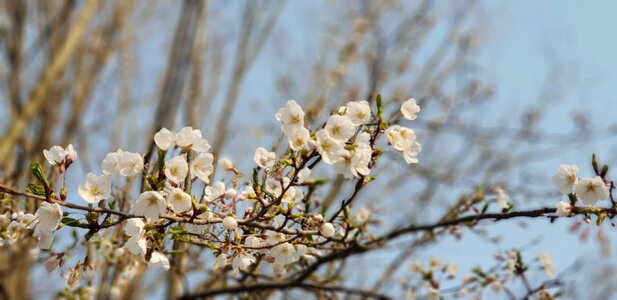 Season flowers spring