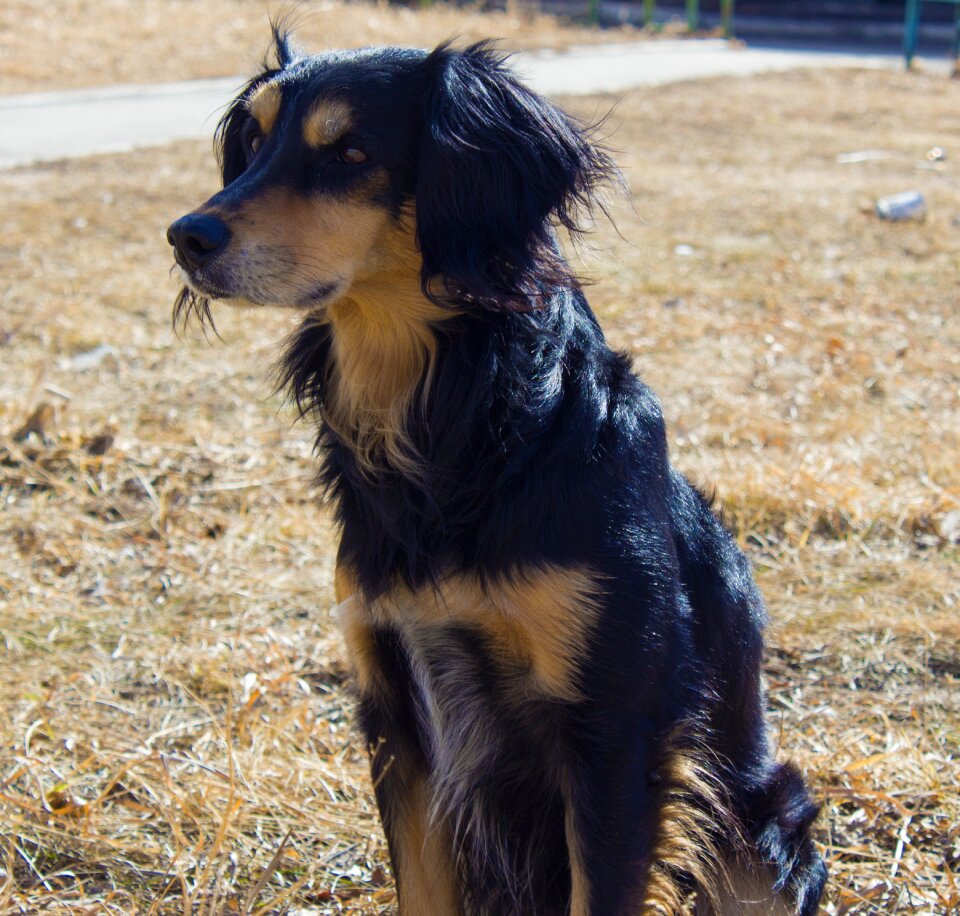Portrait cute cute doggie