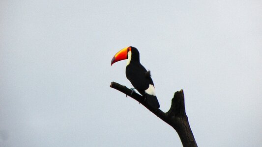 Birds wildlife tucano