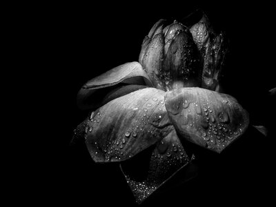 Flower louts